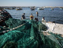 Lockdown premia i consumi di pesce allevato in Italia (ANSA)