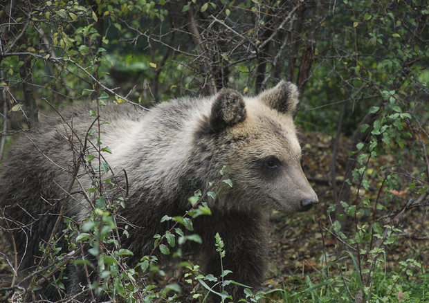 L'orsa Morena dal sito del Parco d'Abruzzo © Ansa