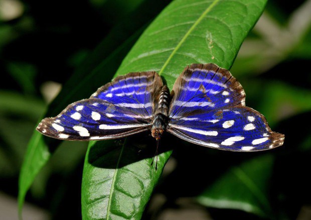 Farfalle in estinzione da rovi Elba, serve far passare luce © ANSA