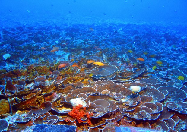 NOAA's Hawai'i Undersea Research Laboratory © ANSA