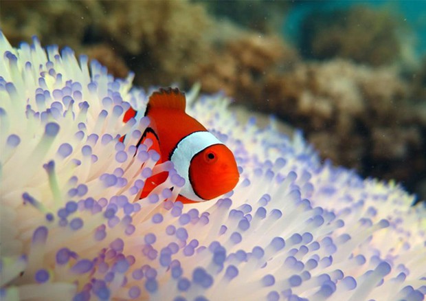 Sbiancamento coralli minaccia pesci pagliaccio (Credit: Jessica Stella-Great Barrier Reef Marine  Park Authority) © ANSA