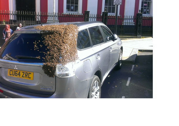 Sciame d'api insegue auto per salvare la sua regina (Foto tratta dal profilo Facebook di Tom Moses) © Ansa