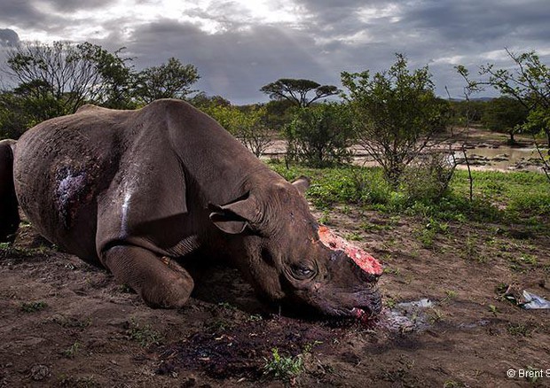 Rinoceronte mutilato è la foto di natura del 2017 foto: Brent Stirton © ANSA