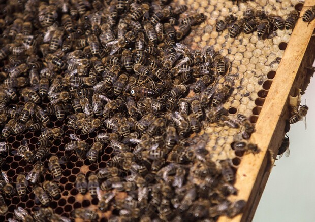 Slitta nuovo giro di vite Ue su pesticidi nocivi per api © ANSA
