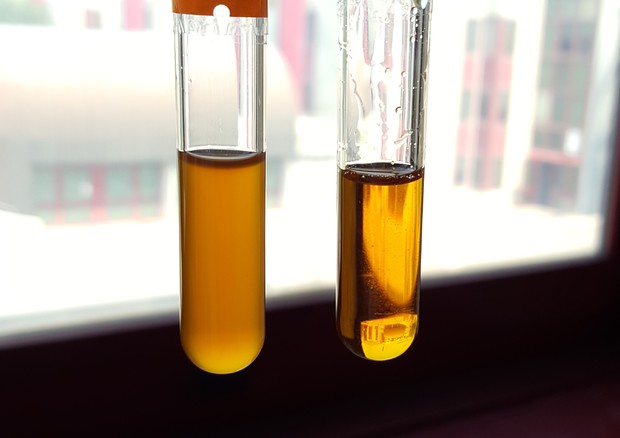 Olio alimentare esausto, prima e dopo la fermentazione microbica (fonte: Marco Vastano, BioFP) © Ansa