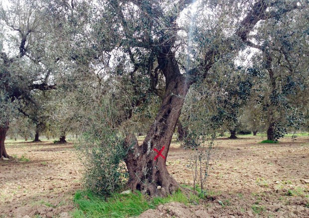 Xylella: in Puglia quasi 3000 ulivi positivi a batterio © ANSA