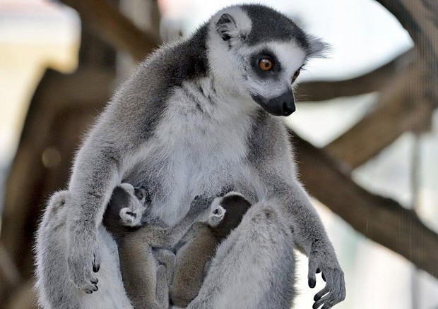 Gemelli lemuri (Credit photo: Norbert Potensky) © ANSA