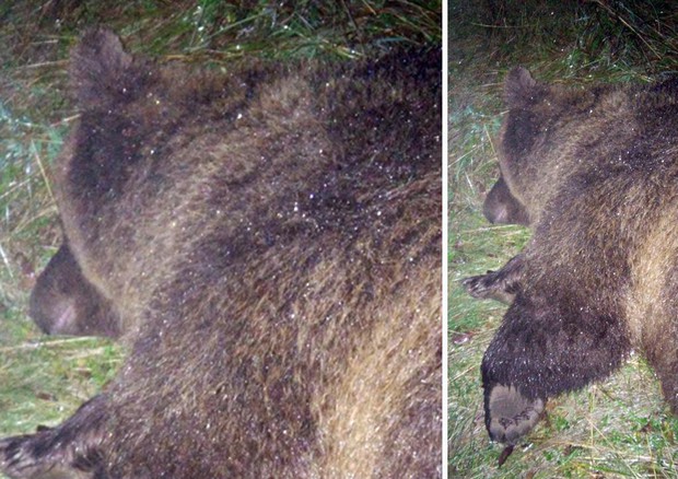 L'orsa KJ2 durante la fase di cattura da parte dei forestali del Trentino sulle pendici del Bondone nel 2015. © ANSA