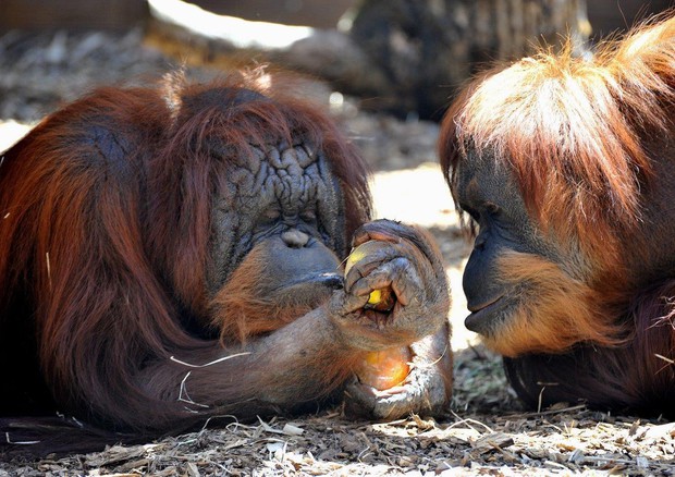 Al Bioparco di Roma fine settimana dedicato agli oranghi © ANSA