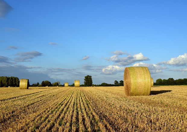 Agricoltura: Mipaaf, Agea avvia il pagamento degli anticipi Pac 2019 (fonte: Pixabay) © Ansa