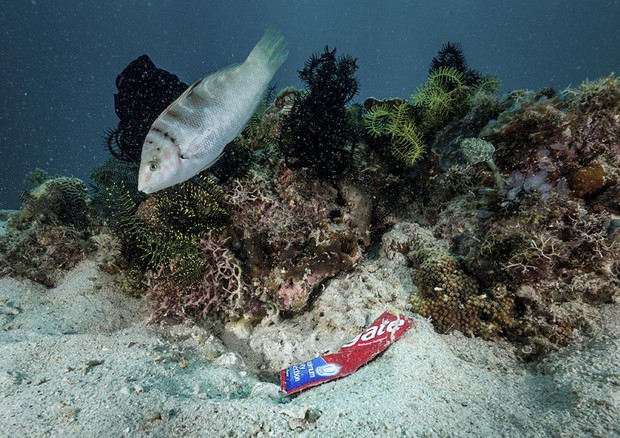 Rifiuti marini, 20% dei pesci ha ingerito microplastiche © ANSA