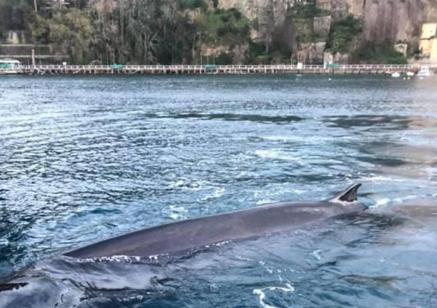 Piccola balena si blocca nel porto di Sorrento, soccorsa © ANSA