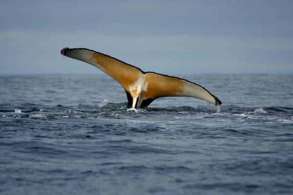 Al largo della California avvistato un raro branco cetacei