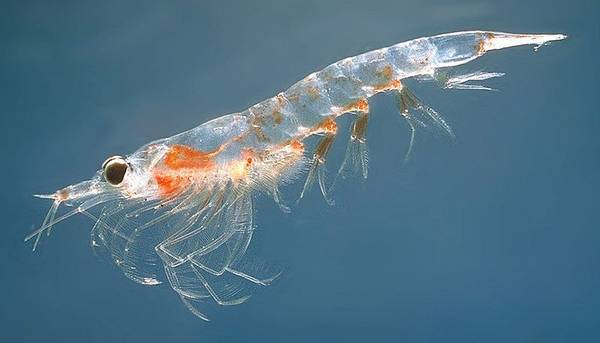 Antartide, Sea Shepherd contro raccolta krill per omega-3