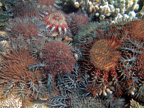 stella marina: Le stelle marine corona di spine (Acanthaster planci) sulla Grande barriera corallina (Fonte: Katharina Fabricius, Australian Institute of Marine Science)