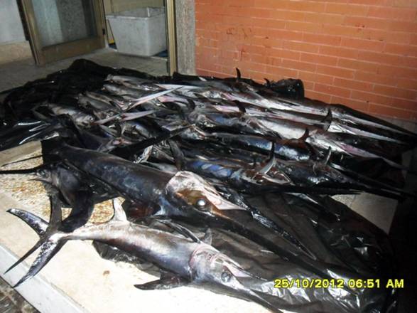Cattura illegale pesce spada costa all'Italia 25 mln l'anno