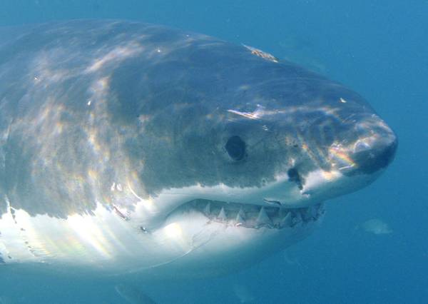 Australia: attacco squalo, lo prende a pugni, salvato a riva