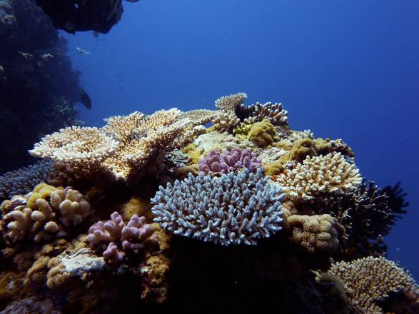Chance salvezza per coralli sbiancati da riscaldamento mari