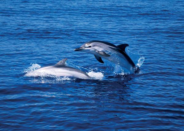 Portofino e Santa Margherita al bivio, turismo d'elite o delfini?