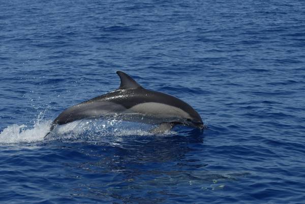 Ambiente: capodoglio e delfino a rischio nel Mediterraneo
