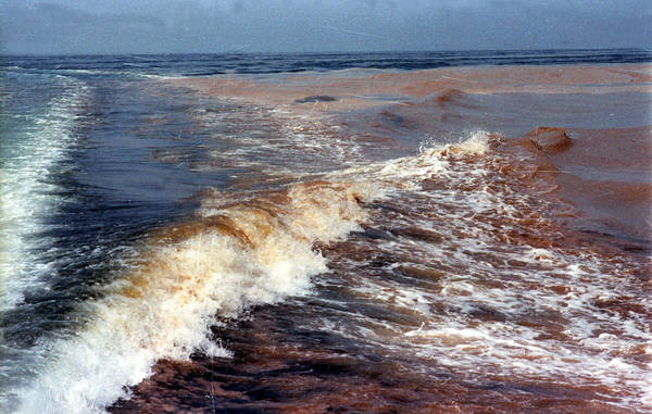 Ambiente: Arpa, fenomeno alga Caulerpa non allarmante