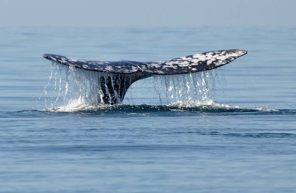 Balena grigia supera ogni record di migrazione tra mammiferi