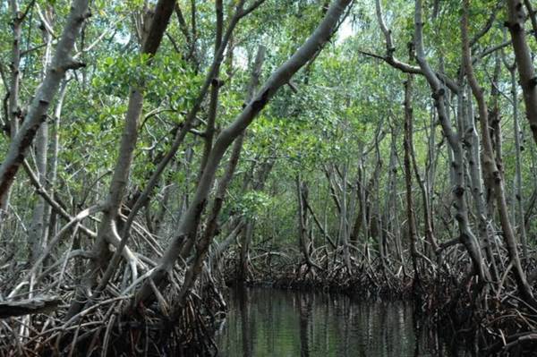 Bangladesh: affonda cargo con nafta, a rischio mangrovie