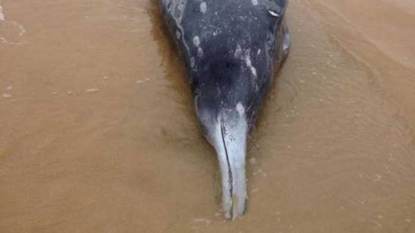 Australia: spiaggiata rarissima balena col becco