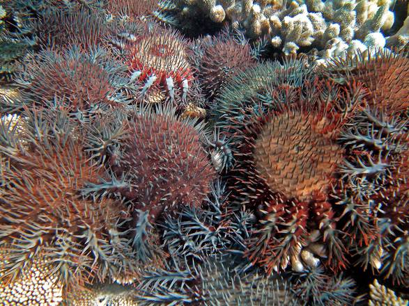 Australia, inadeguato piano difesa Grande barriera corallina
