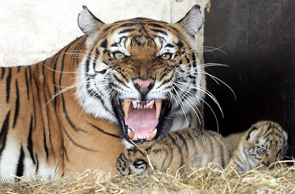 Tigri del Bengala