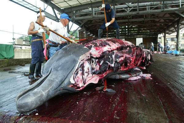 Caccia alle balene, Greenpeace condanna decisione Giappone