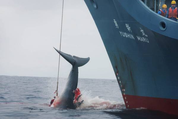 Corte Australia multa compagnia baleniere giapponesi