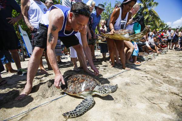A Bali tornano in mare tartarughe sequestrate a bracconieri