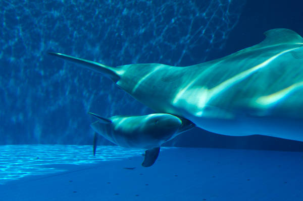 Una delfina e' nata nell'Acquario di Genova (foto Acquario di Genova Merlofotografia)