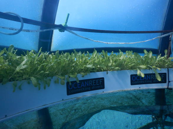 L'Orto di Nemo , basilico coltivato in biosfere in fondo al mare