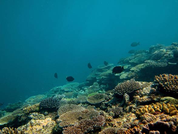 Australia vara piano sostenibilità Grande barriera corallina