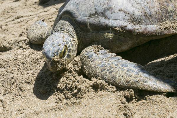 Con mari più caldi scompaiono tartarughe marine 'al sole'