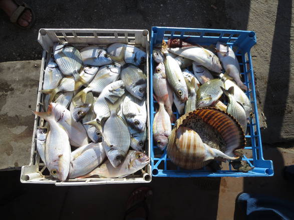 Pesca: controlli nel Ravennate, multe per 14.320 euro