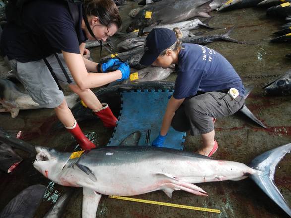 Ambientalisti Oceana, più tutele per pesce spada e squali