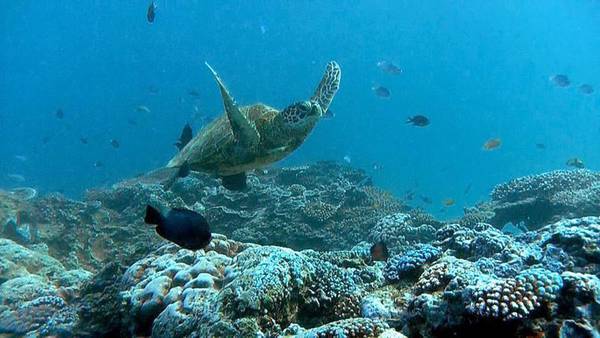 Con cambiamento clima barriere coralline meno 'protettive'