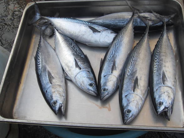 Pesca: concluso tour in scuole su consumo prodotti siciliani