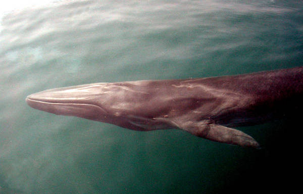 Nervi balene sono elastici per aiutare deglutizione