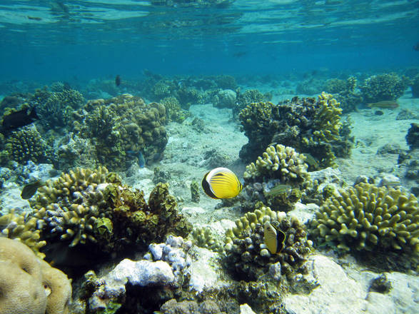 Clima: a rischio barriere coralline Maldive e Mar Rosso