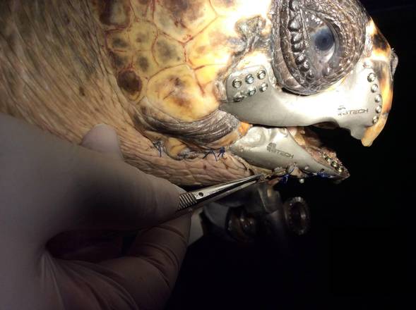 Protesi stampata in 3D per tartaruga (Foto: BTech Innovation/Facebook)