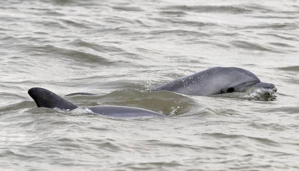 Moria delfini legata a marea nera Deepwater Horizon