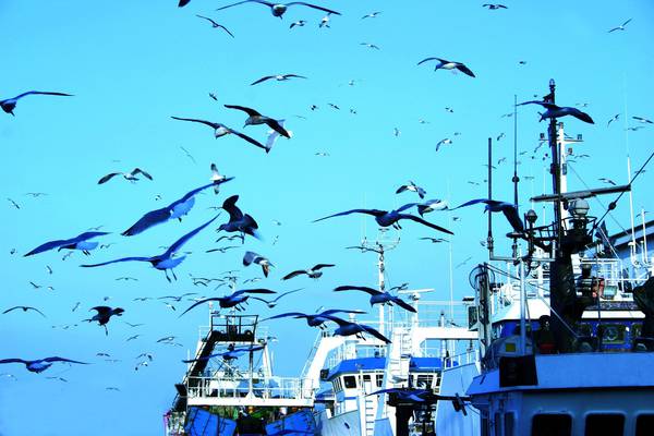 Pesca: a rischio pagamenti fermo 2015 con licenza a punti