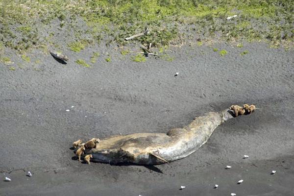 Usa: misteriosa moria balene in Alaska, aperta indagine