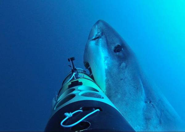 Il grande squalo bianco osservato da un drone sottomarino (Foto: Oceanographic Systems Lab-Woods Hole Oceanographic Inst
