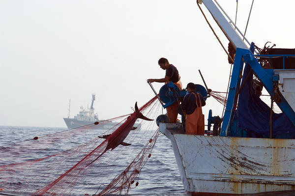 Pesca:quote;ok dei ministri Ue,ma l'Italia protesta sul pesce spada