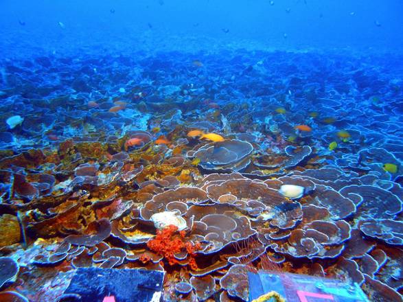 'Salvagente' per i coralli potrebbe trovarsi in profondità